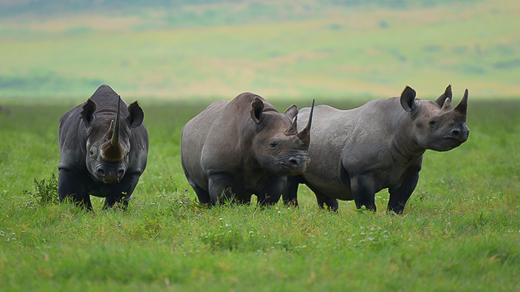 El Banco Mundial lanza un bono para proteger al rinoceronte negro