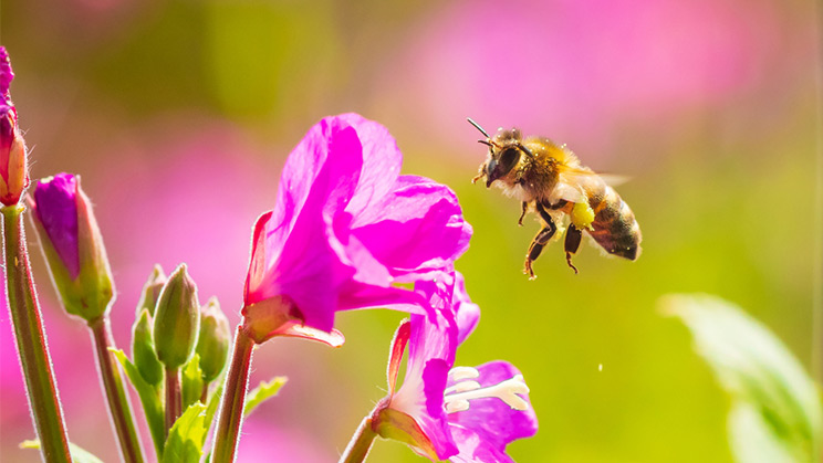 Las abejas, el ingrediente necesario para la supervivencia del planeta