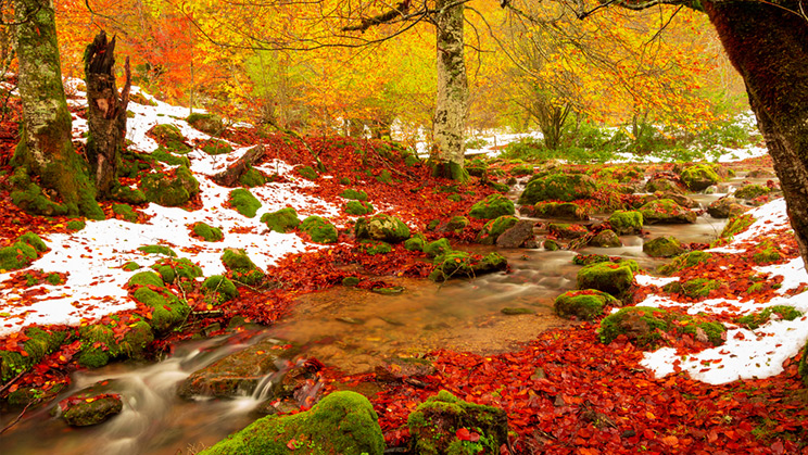 Los cinco bosques más impresionantes de España para recorrer este otoño