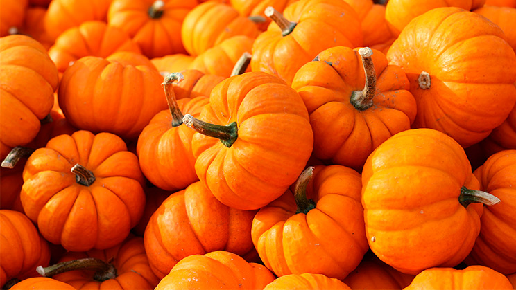 Las calabazas son para el otoño: qué alimento consumir en cada estación del año
