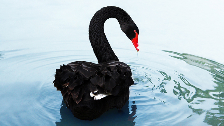 Image result for cisnes negro
